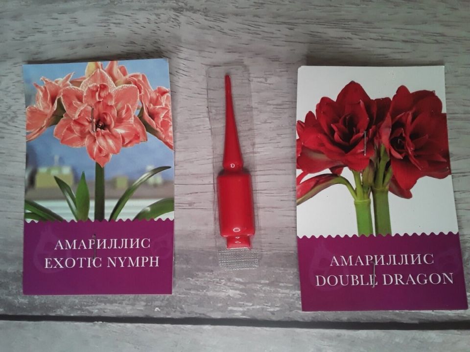 Амариллис или гиппеаструм: безумный спор о тропических красотах