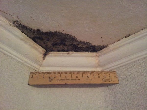 Как избежать покупки квартиры с проблемами: судебные баталии за устранение плесени и промерзаний