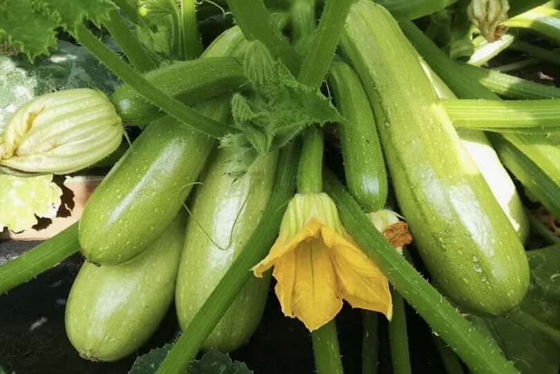 Сладкие кабачки: причины горечи и секреты спасения урожая