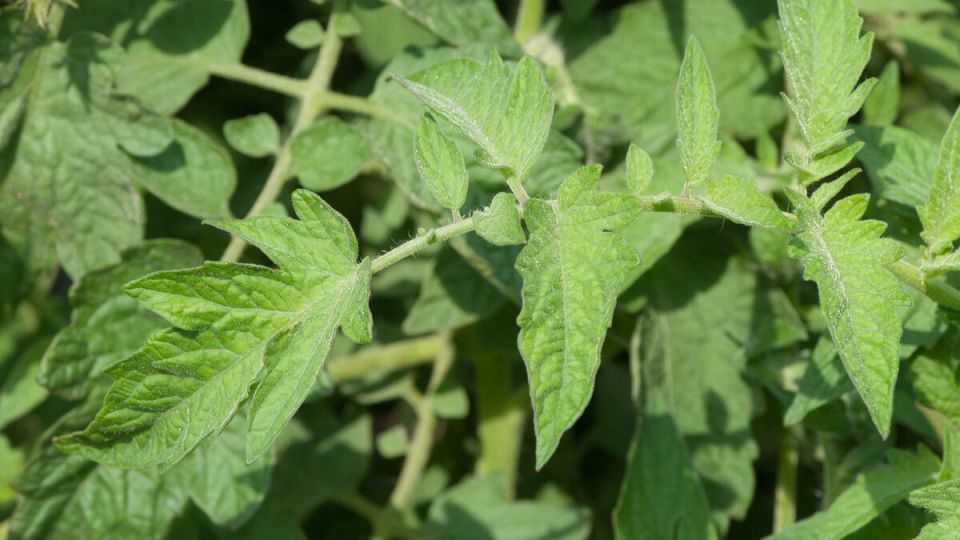 Тонкости полива рассады томатов: секреты успешного роста