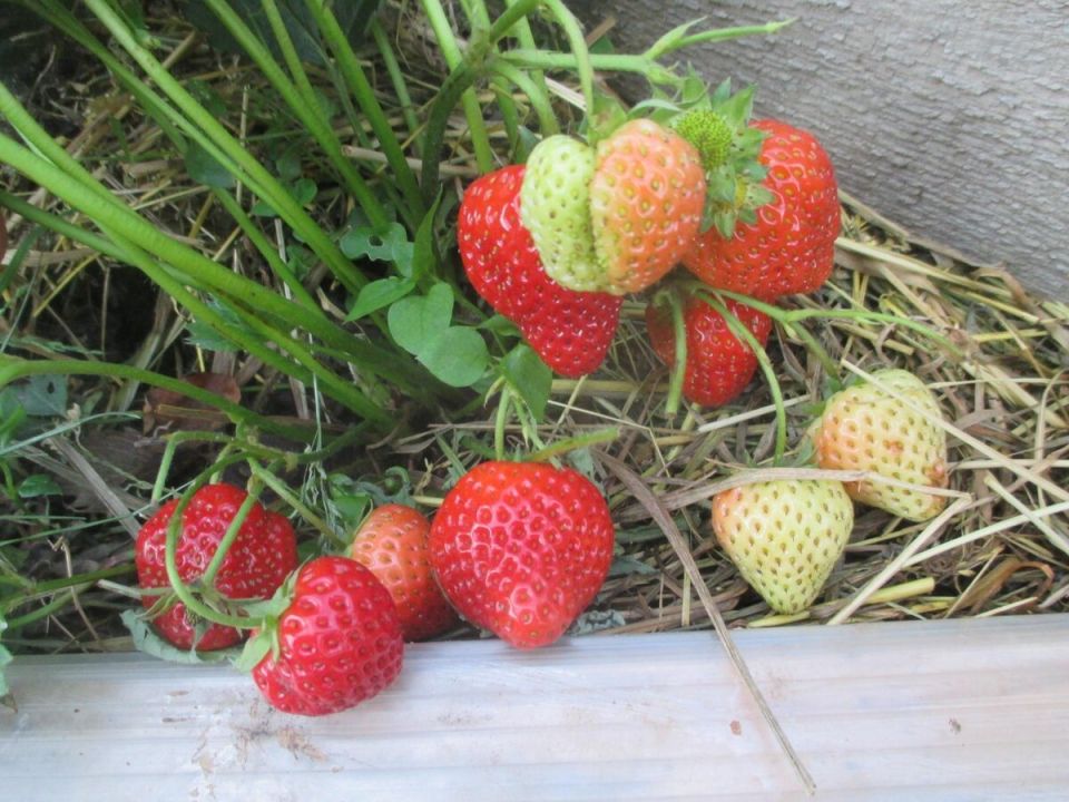 Как защитить землянику от пятнистостей: советы и меры борьбы