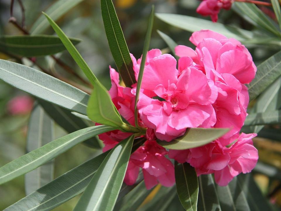 Олеандр: секреты весеннего ухода для неистового цветения