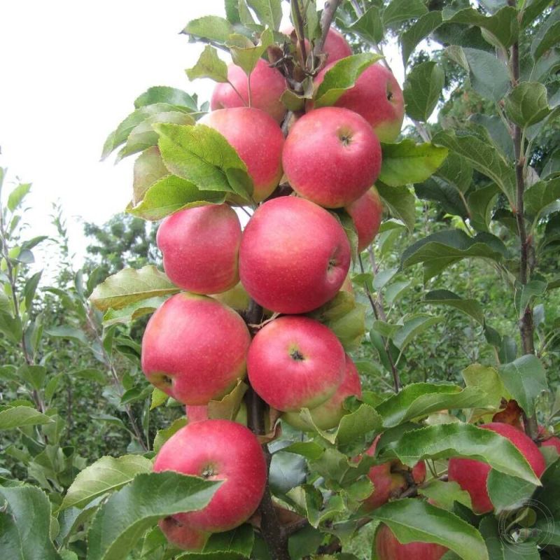 Осеннее удобрение для фруктовых деревьев: как подготовить землю к новому сезону