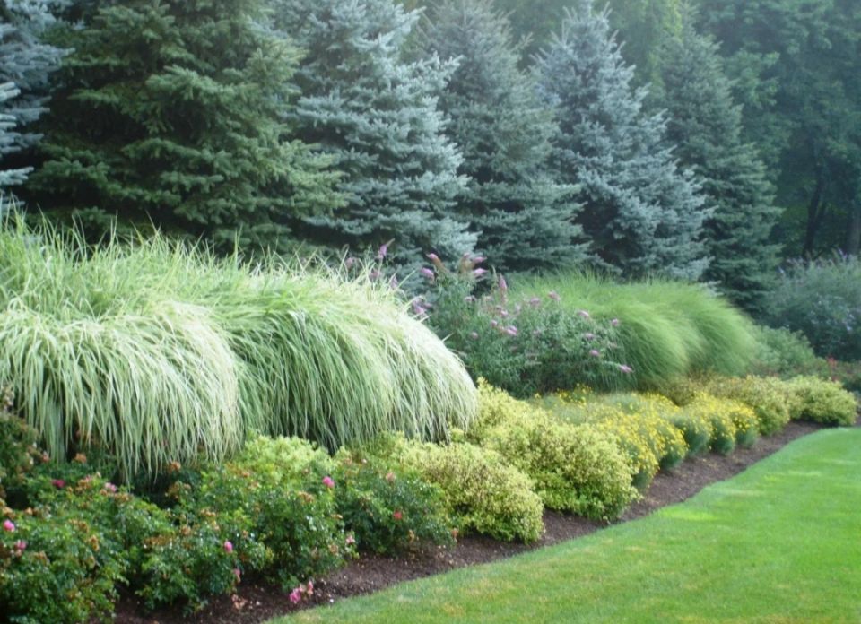 Секреты сочетания хвойных растений в саду