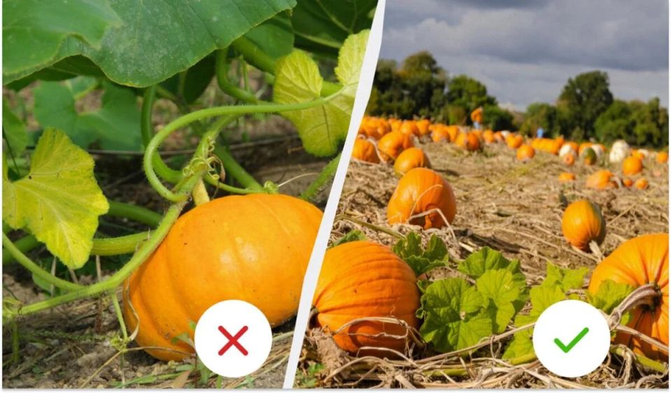Как определить зрелость тыквы: 4 важных признака для успешного сбора