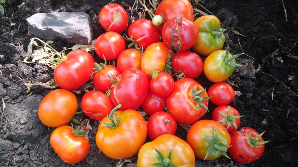 Лунный календарь на вторую половину июля: секреты успешного урожая на даче