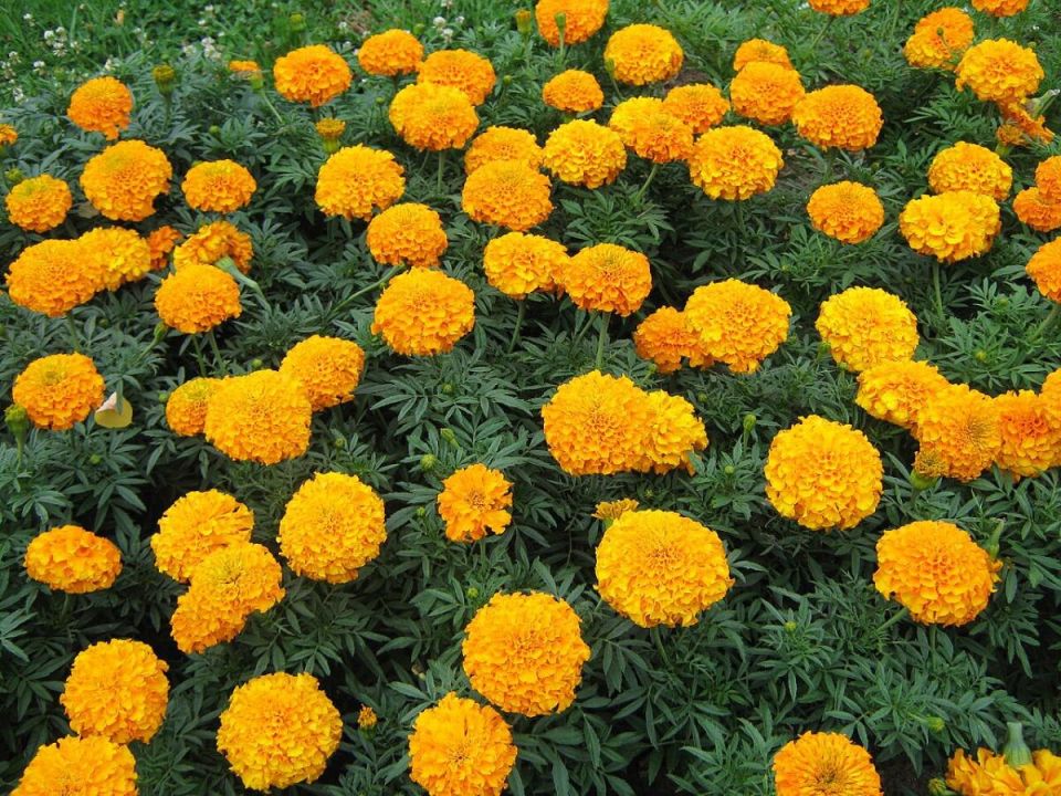 Летние вечера без комаров: растения, которые создадут комфорт на вашем участке