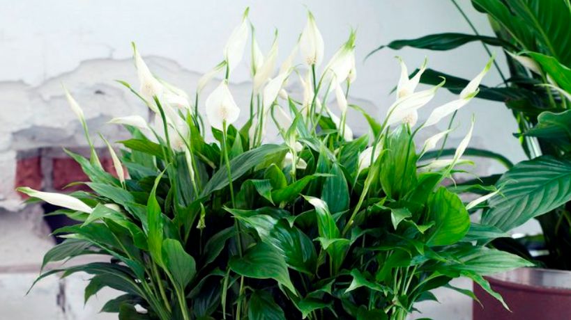 Как добиться цветения спатифиллума: секреты ухода