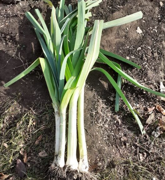 Секреты успешного выращивания лука-порея: от рассады до урожая