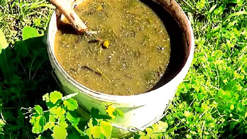 Как хитрость с содой и травяным настоем продлевает урожай огурцов до морозов