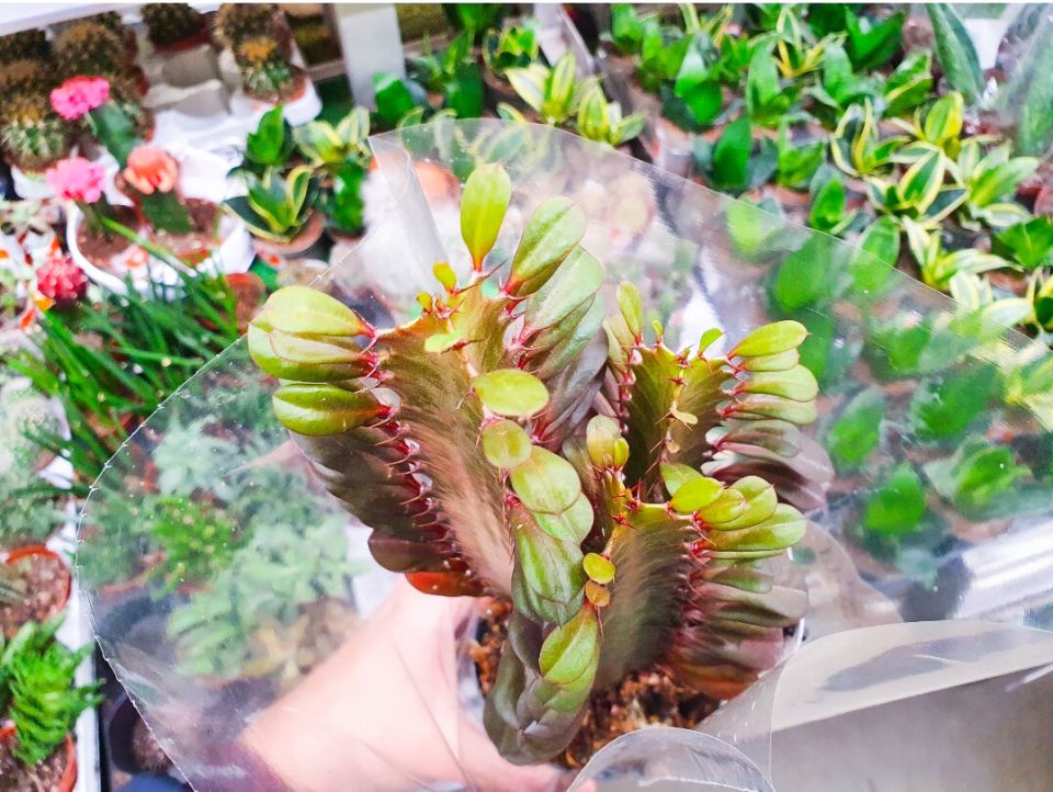 Необычные угрозы и забавные мифы о растениях: что стоит знать?