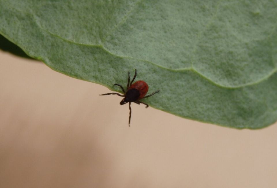 Как наслаждаться летом без назойливых насекомых: советы по защите от клещей, комаров и мошек