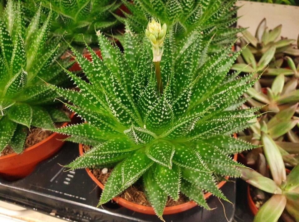 Новые взгляды на старые растения: как сделать интерьер современным и стильным