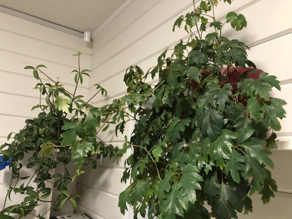 Как комнатные растения становятся вашими зелеными защитниками здоровья