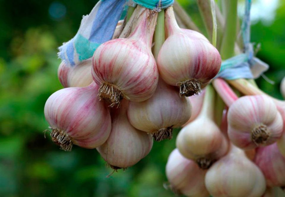 Осенние ошибки при выращивании чеснока: как избежать потерь