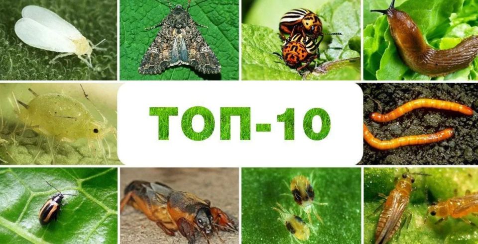 Защита сада от вредителей: искушение июня