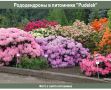 Обзор лучших питомников Европы: уникальные рододендроны из Польши