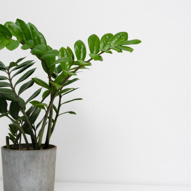 Как бесплатно вырастить долларовое дерево: пошаговое руководство