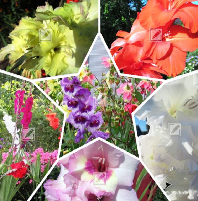 Гладиолусы в сентябре: как помочь цветам подготовиться к зимнему отдыху