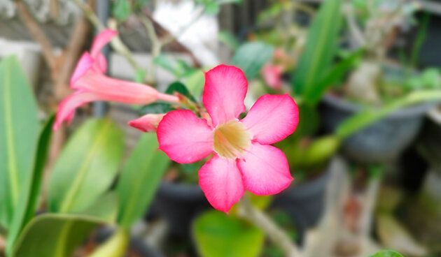 Роза пустыни: секреты выращивания адениума в домашних условиях