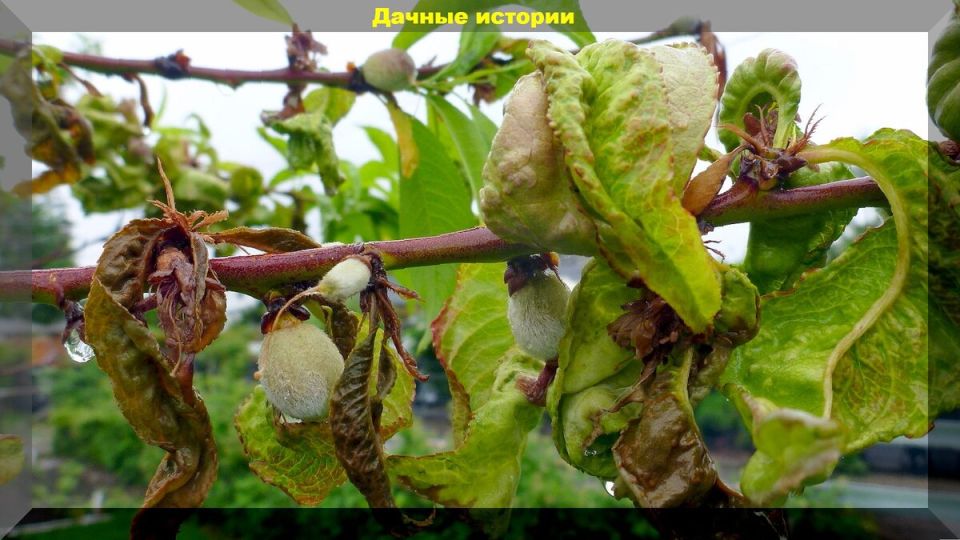 Первые шаги на даче: ответы на важные вопросы новичков-огородников