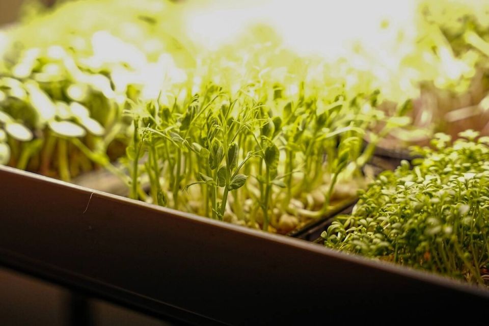 Как микрозелень может обогатить рацион будущих мам?