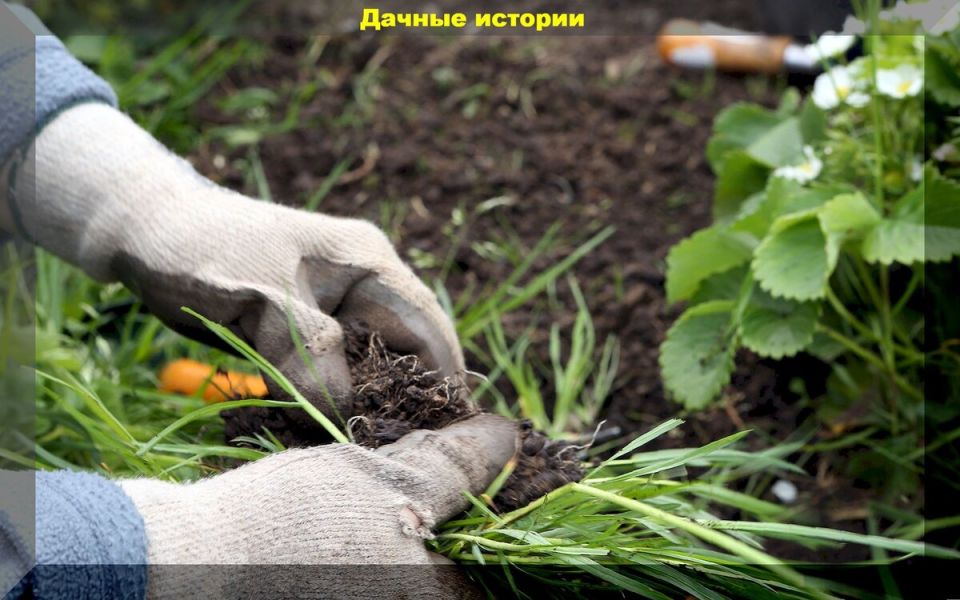 Способы борьбы с упрямыми сорняками: от народных рецептов до современных методов