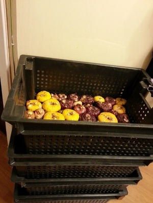 Гладиолусы: секреты успешного хранения и проращивания