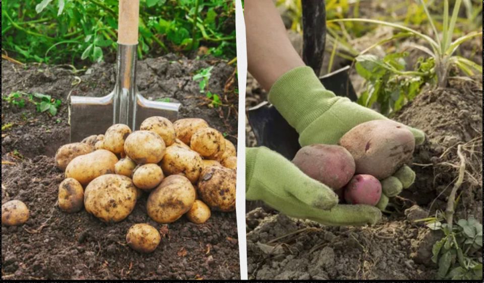 Когда копать картошку: рекомендации по лунному календарю на август и сентябрь