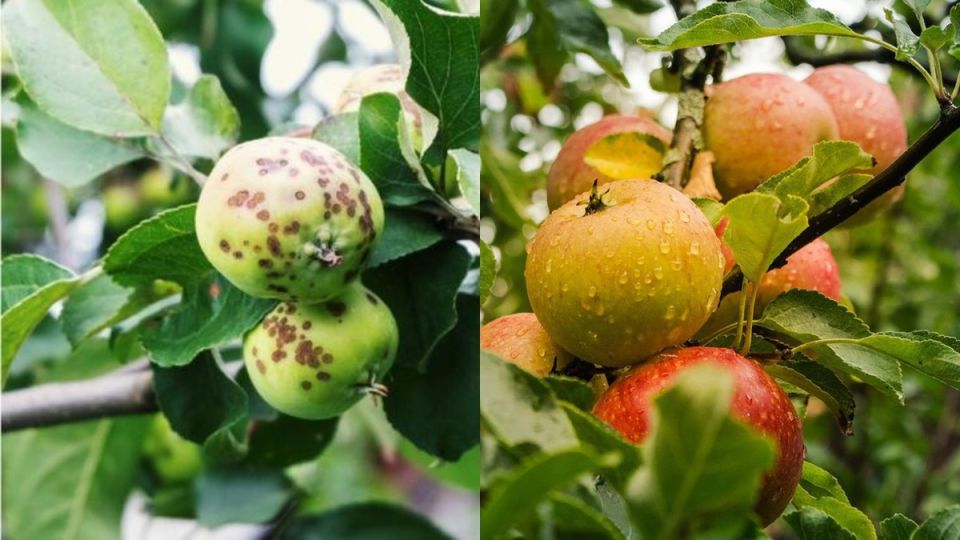 Как грамотная обработка яблонь возвращает садоводам богатый урожай