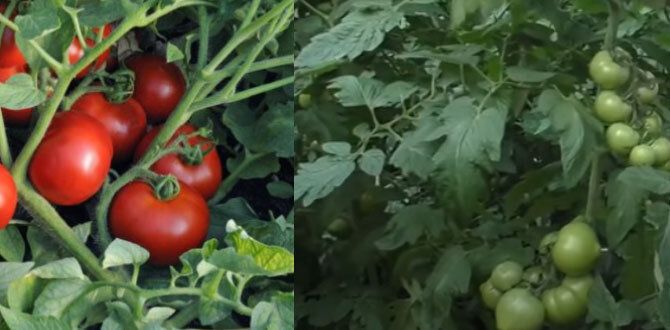 Мифы и реальность: как избежать распространения болезней на помидорах и других культурах