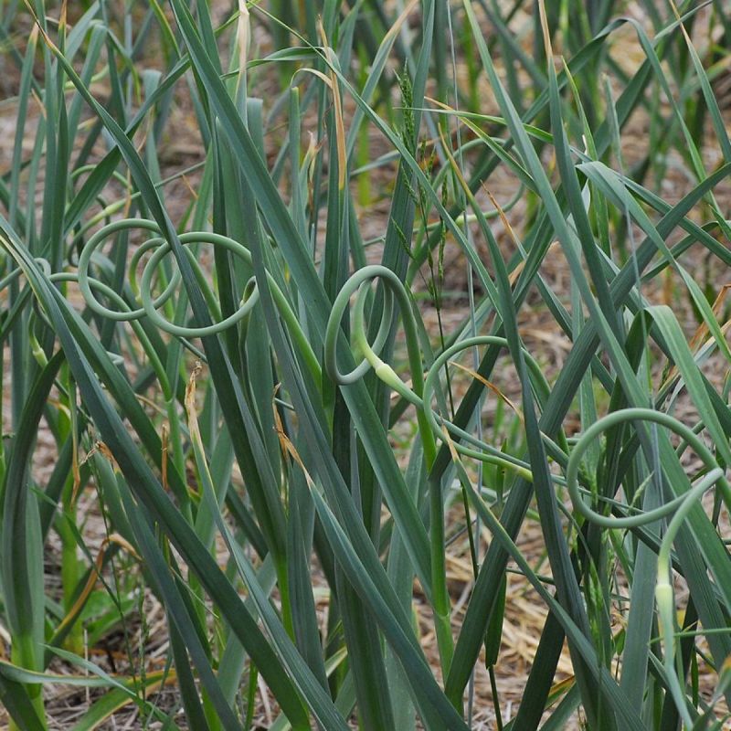 Секреты успешного урожая чеснока: как избежать стрелок и вырастить гиганты