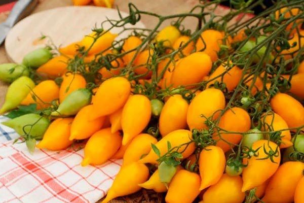 Томаты Цыпочка: Как вырастить сладкие и сочные плоды на своем огороде