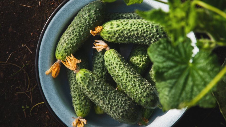 Свежие огурцы будут как с грядки целых 8 месяцев: так хранили овощи крестьяне на Руси