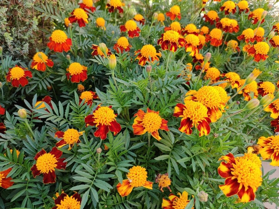 Бархатцы: универсальные защитники вашего сада