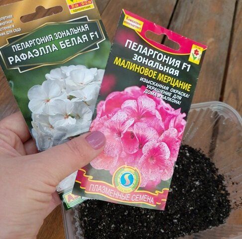 Как получить всходы пеларгонии за рекордные три дня