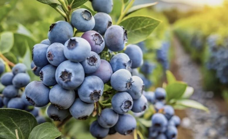 Секреты сладкого урожая: как правильно ухаживать за голубикой без кислой почвы