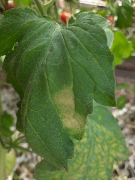 Неэффективные методы борьбы с кладоспориозом: что делать и чего избегать