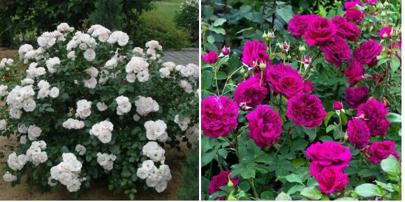 Как правильно выбрать и посадить розы: советы для цветоводов