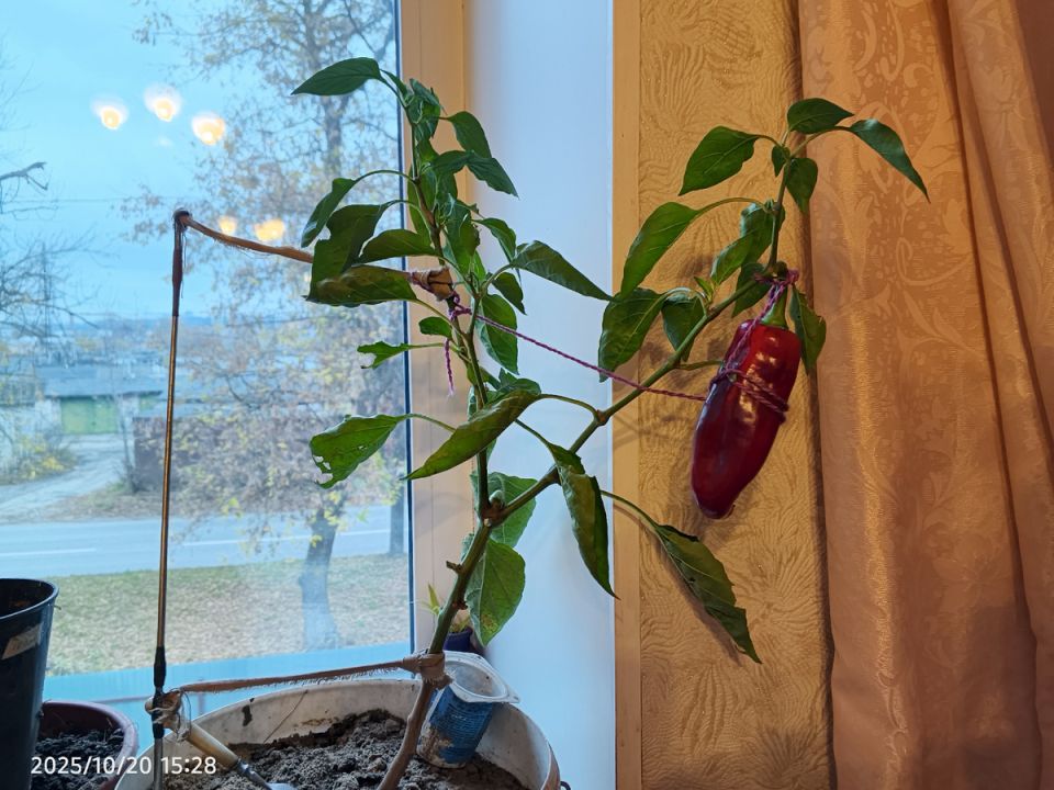 Как осенью создать уютный огород на подоконнике городской квартиры