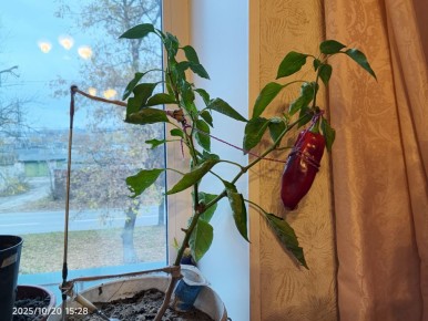 Как осенью создать уютный огород на подоконнике городской квартиры