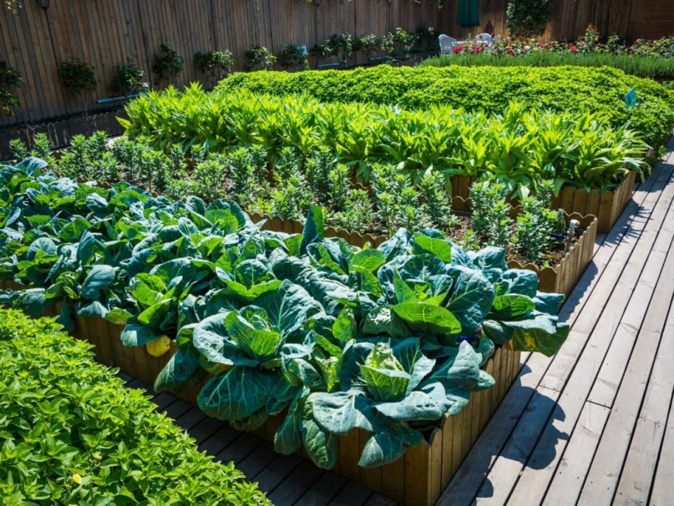 Секреты позднего лета: овощи, которые стоит посадить в августе для осеннего урожая