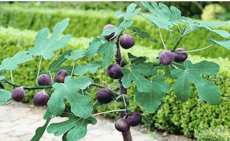 Формировка инжира: создаем идеальное дерево с ограничением роста