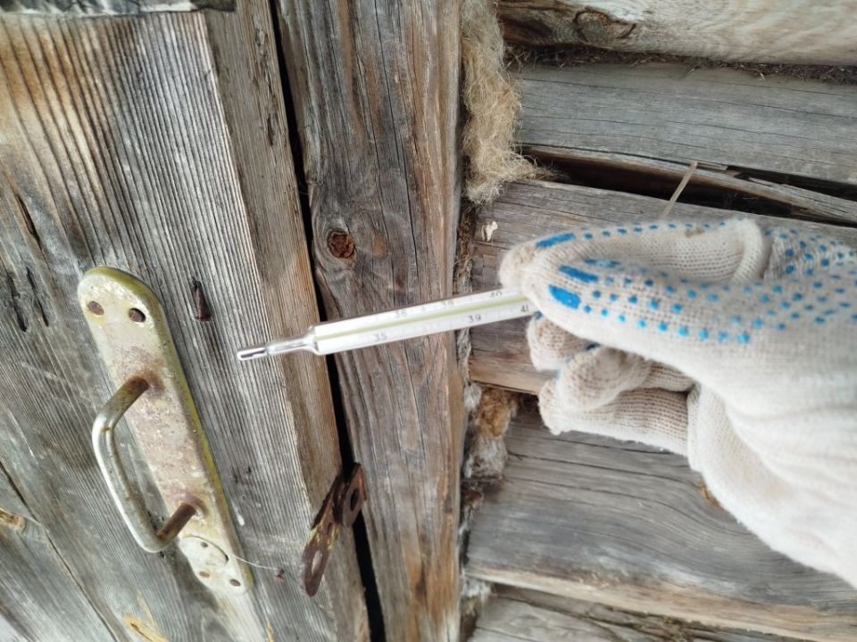 Как правильно измерять температуру и давать лекарства домашним питомцам и скоту