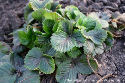 Долгожданные хлопоты весны: что нужно сделать с клубникой прямо сейчас