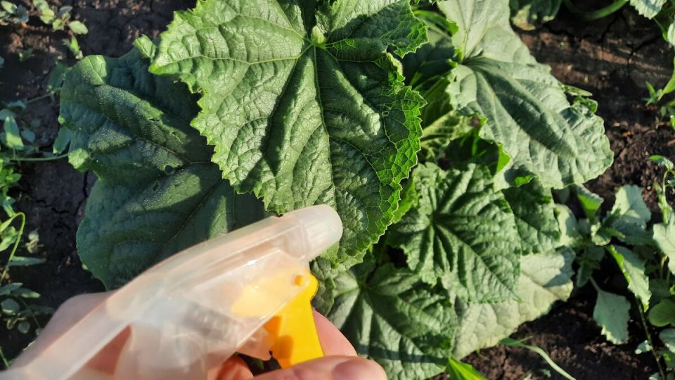 Эффективная борьба с тлей: секреты успешного садоводства