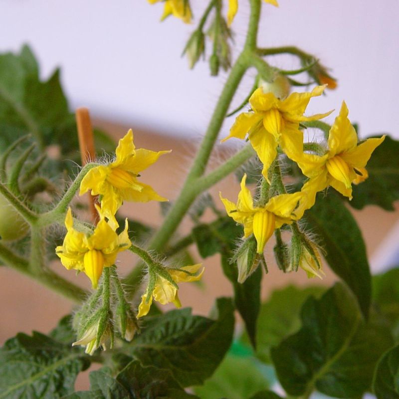 Томаты на балконе: секреты успешного урожая круглый год