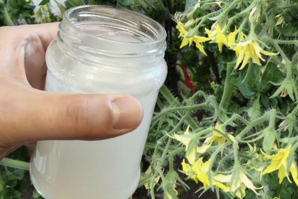 Уход за томатами в июне: секреты для ценителей