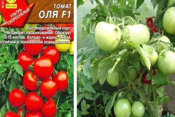 Почему томаты сорта Оля стали фаворитом среди гурманов и агрономов