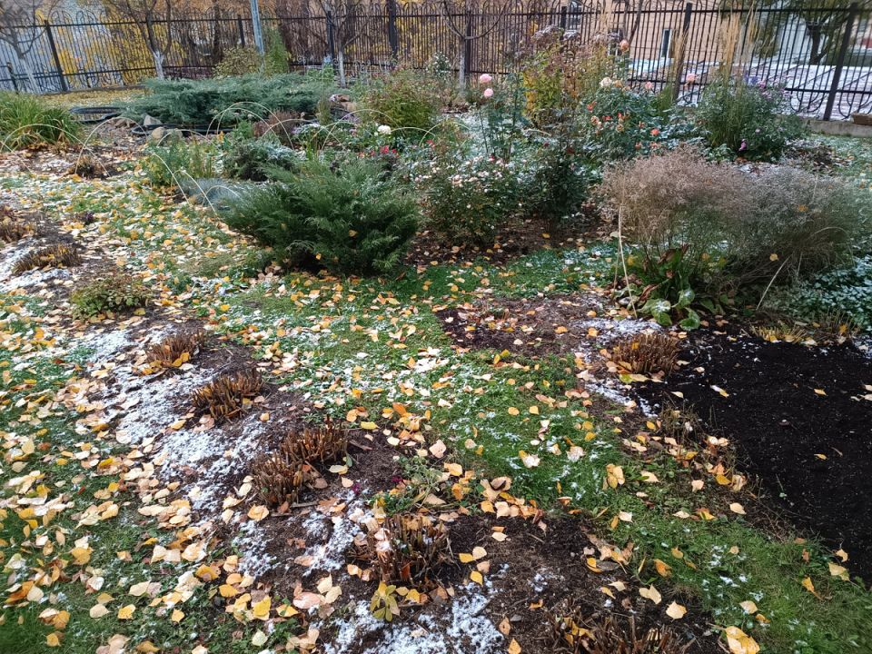 Как защитить розы от грызунов в зимний период: эффективные методы и советы